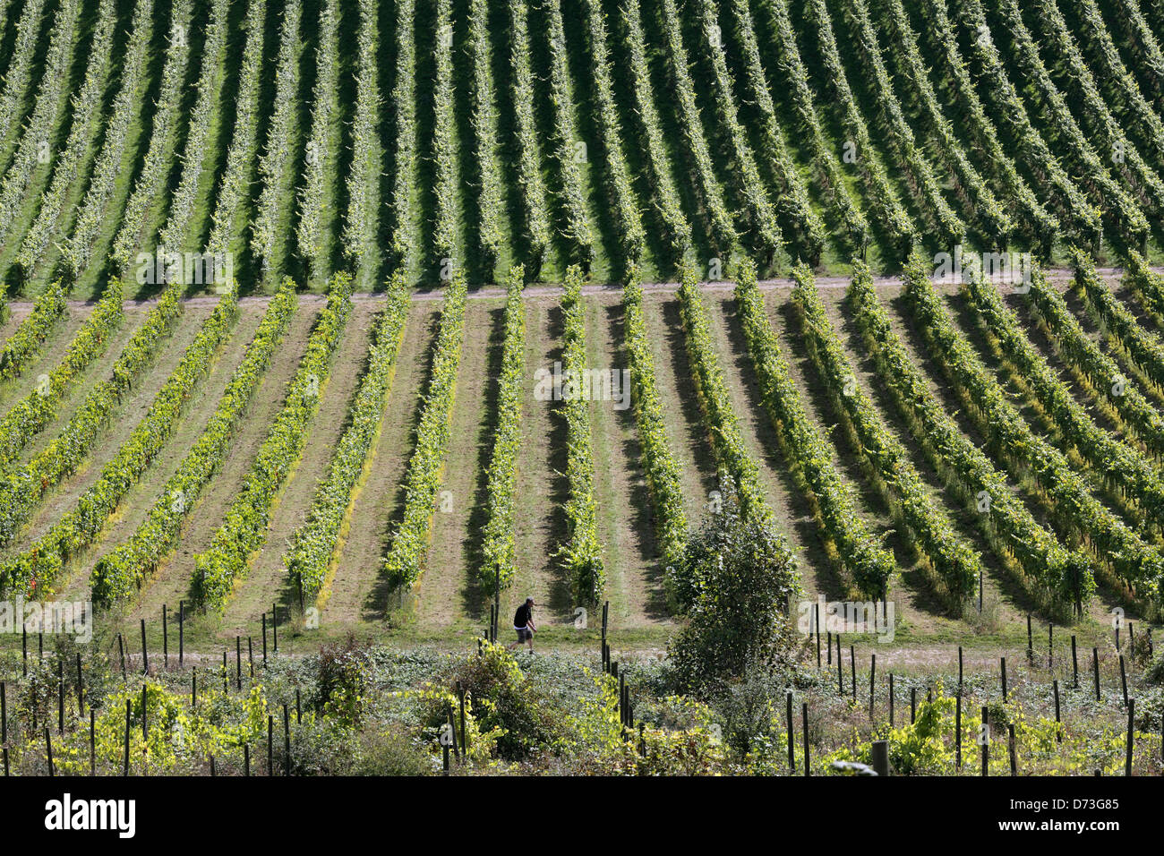 Part of a vineyard on the North Downs near Dorking, Surrey, England. Stock Photo
