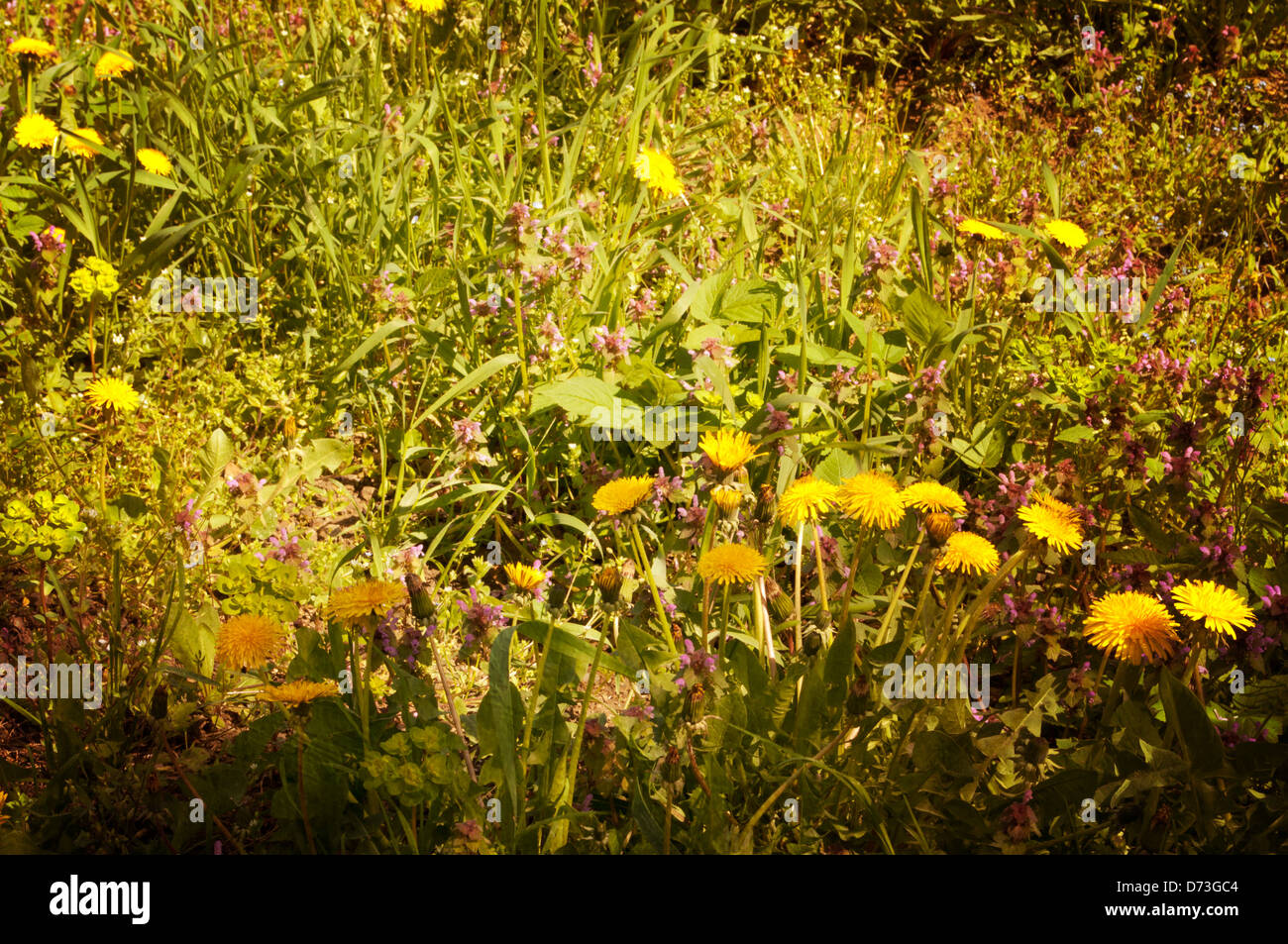 Spring wildflowers meadow hi-res stock photography and images - Alamy