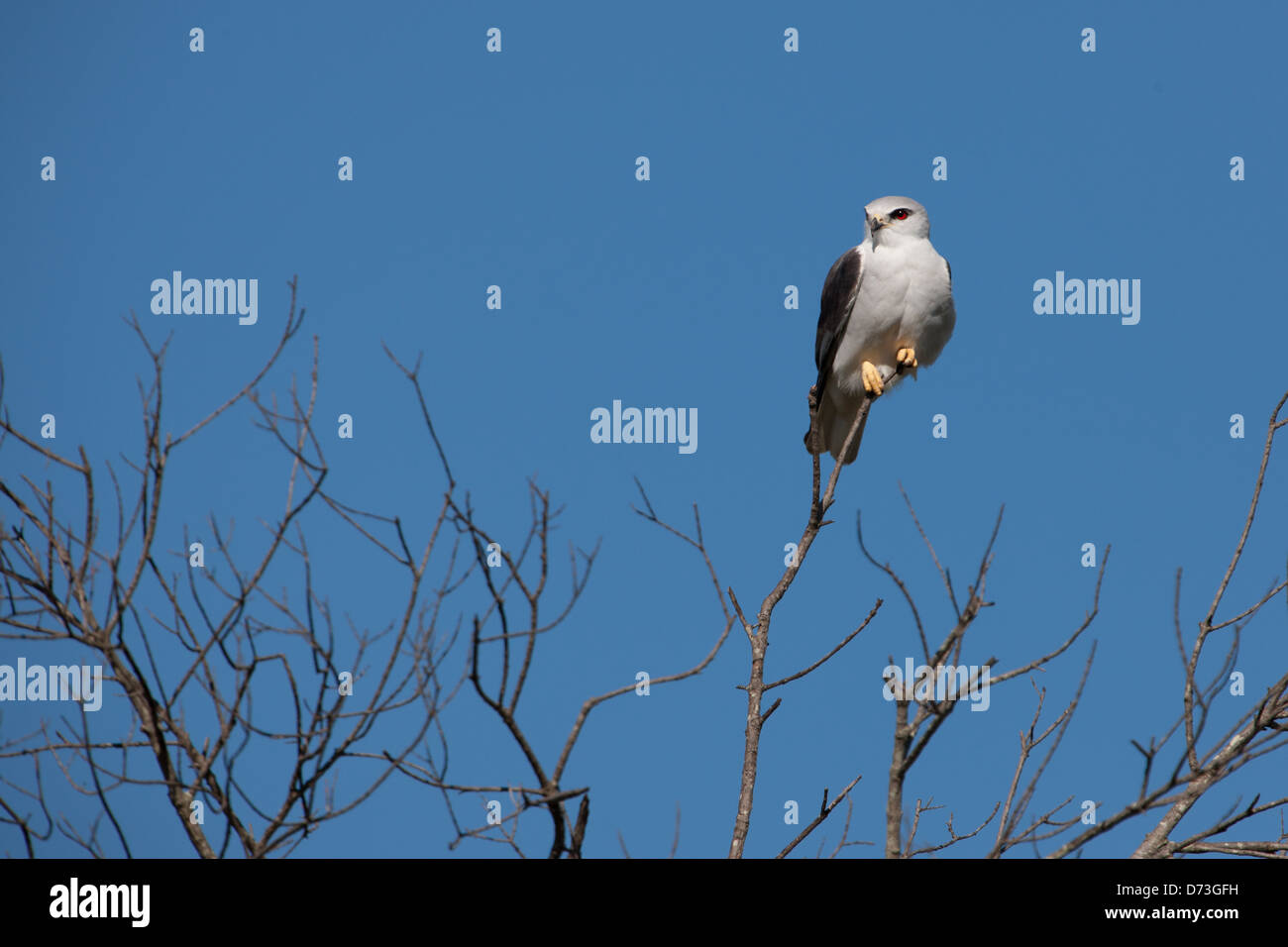 BlackWinged Kite also known as BlackShouldered Kite Stock Photo Alamy