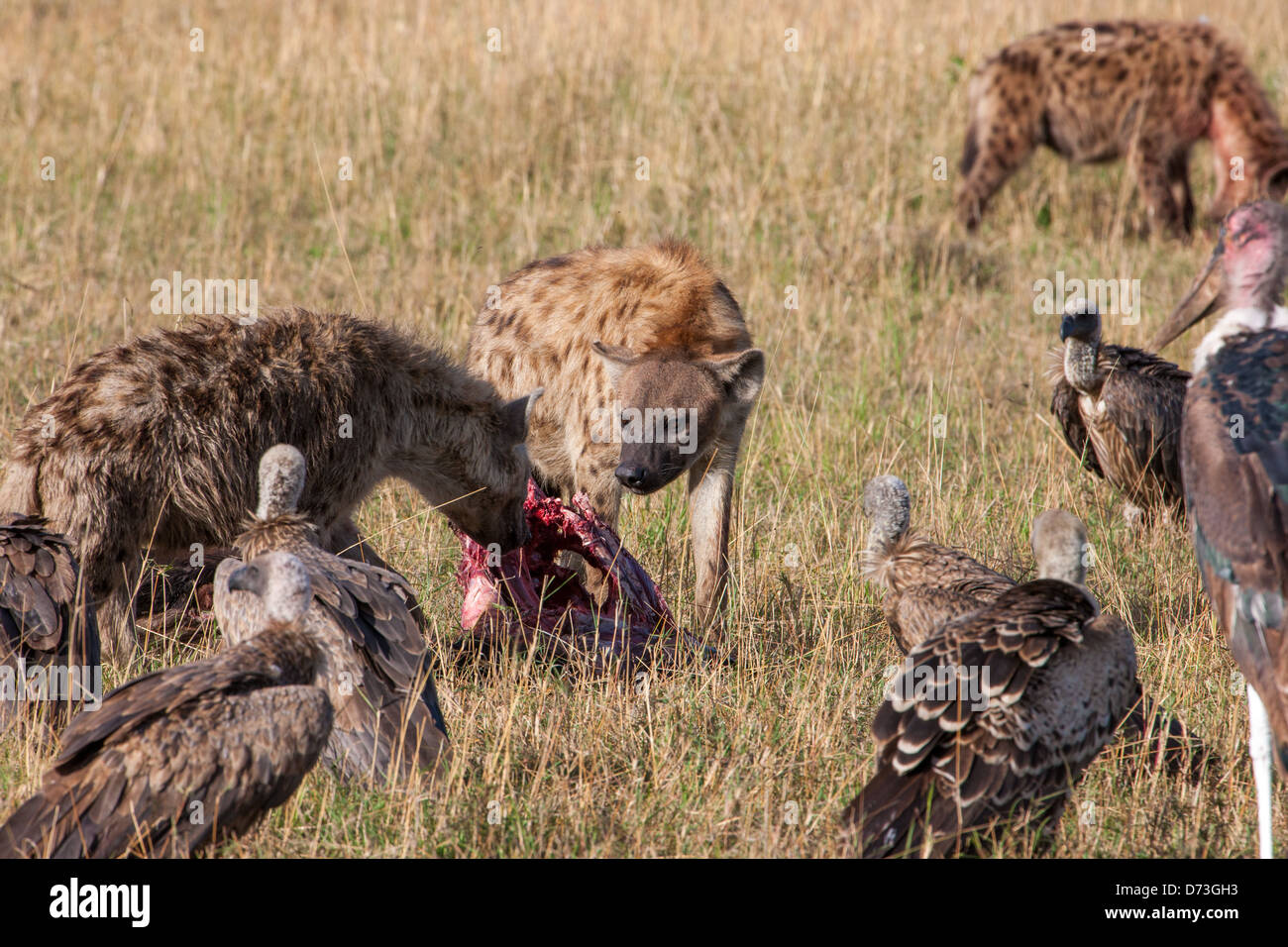 Spotted Hyenas with prey Stock Photo