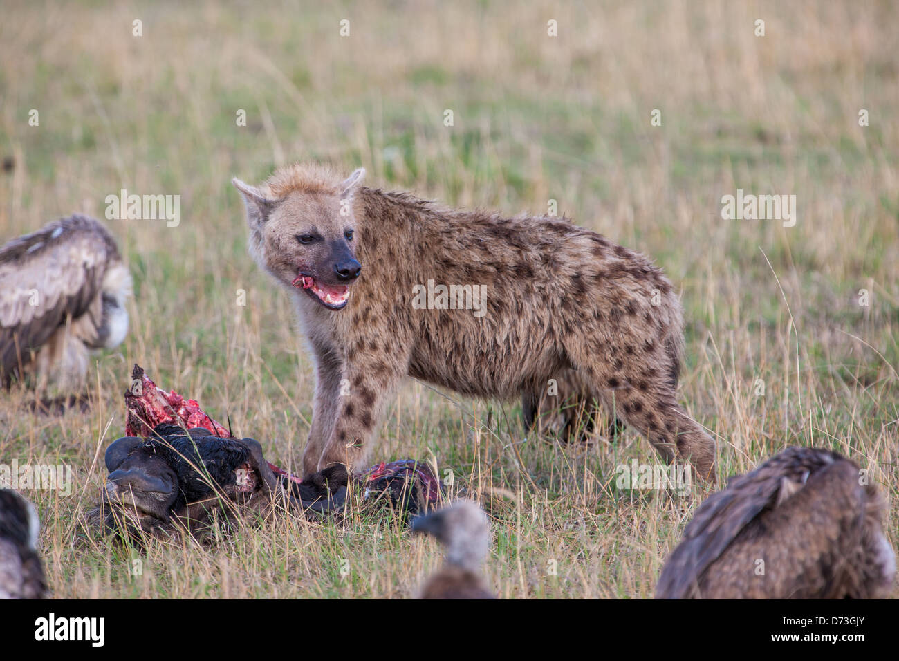 Spotted Hyena with prey Stock Photo