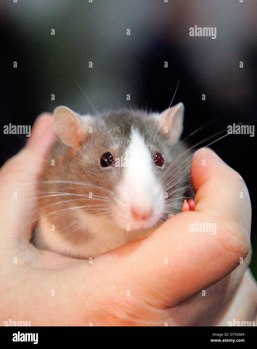 Berlin, home pets hires stock photography and images Alamy