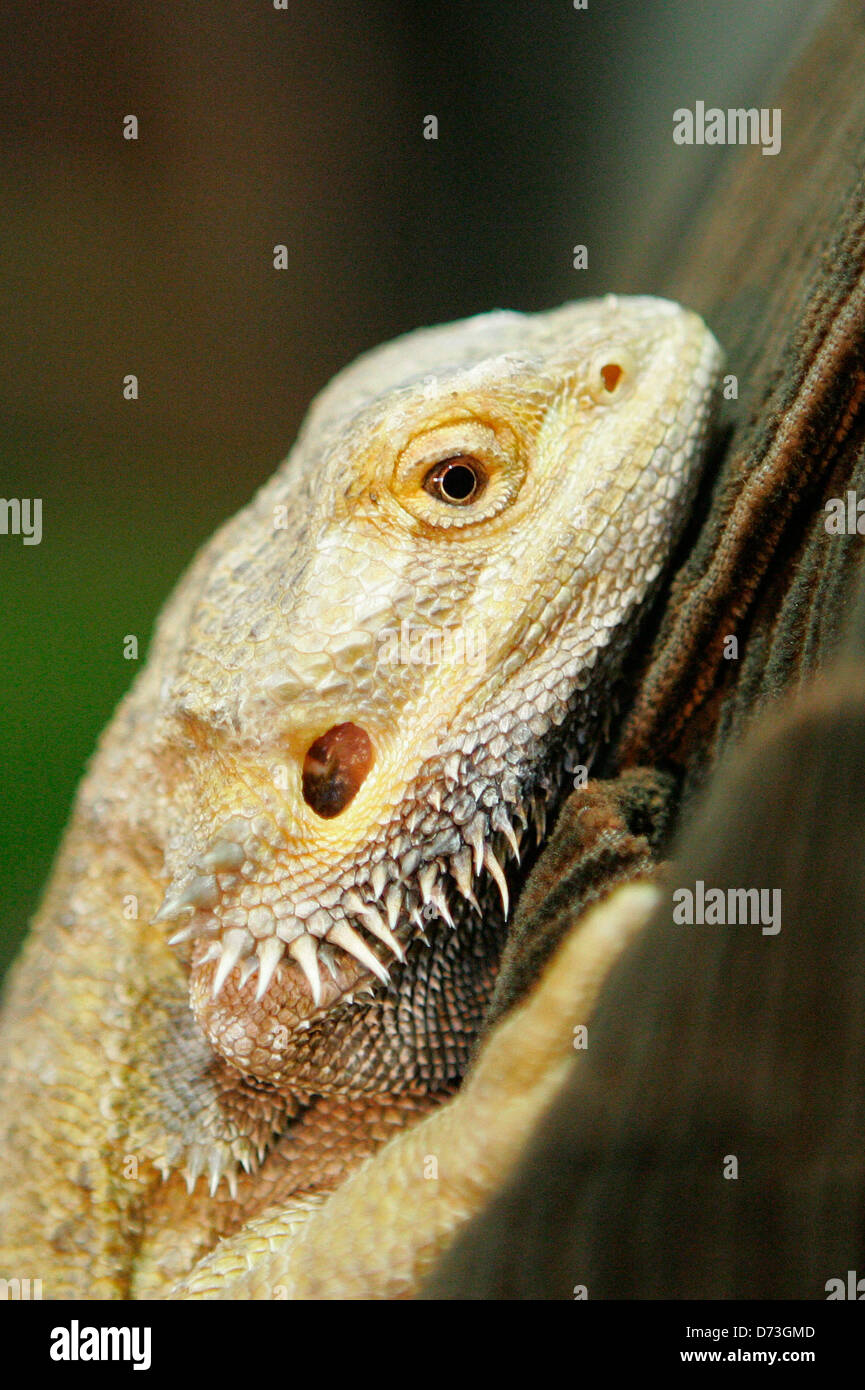 Bearded dragon hole hi-res stock photography and images - Alamy