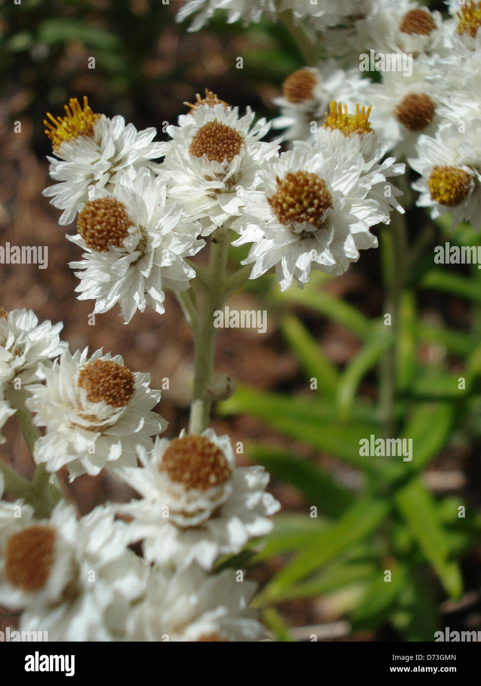 Pearly Everlasting (Anaphalis margaritacea) is a wildflower found in ...