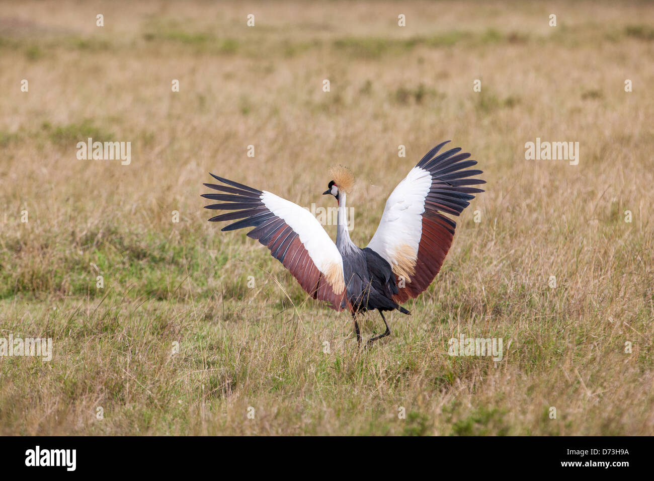 Grey Crowned Crane flapping wings Stock Photo - Alamy