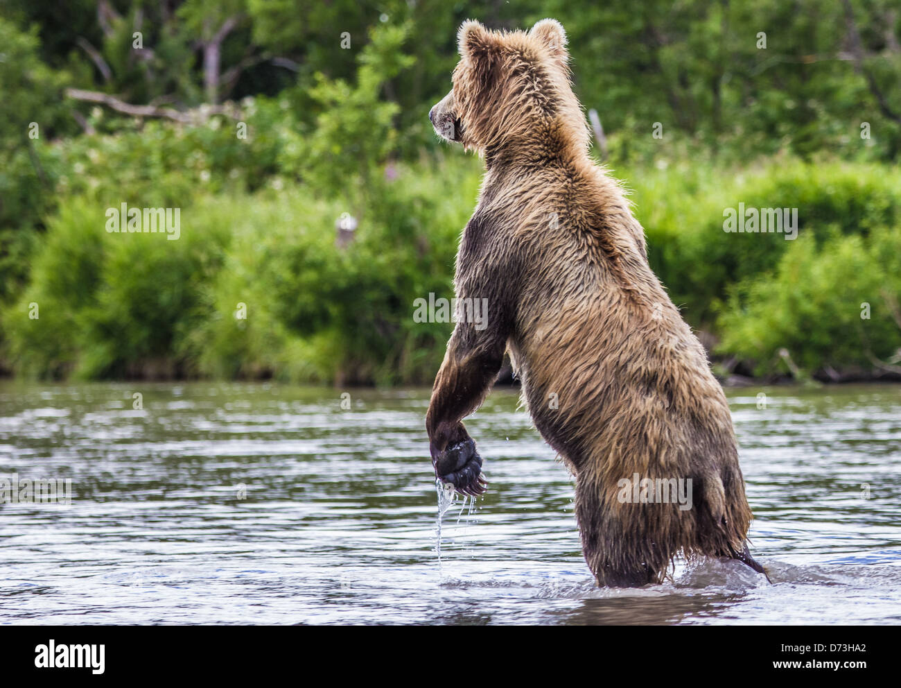 The brown bear fishes Stock Photo