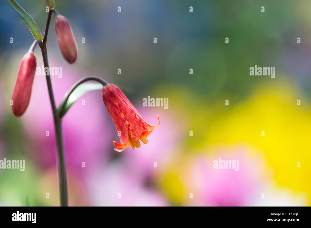 Fritillaria recurva, Scarlet Fritillary herb flower in the Liliaceae family Stock Photo