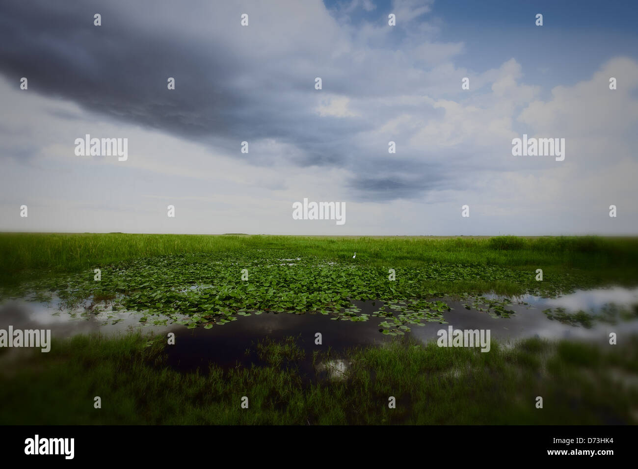 swamp, Everglades, clouds, green, blue, landscape Stock Photo