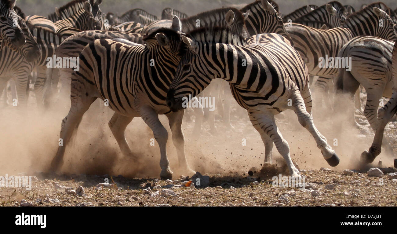 Zebra fighting hires stock photography and images Alamy