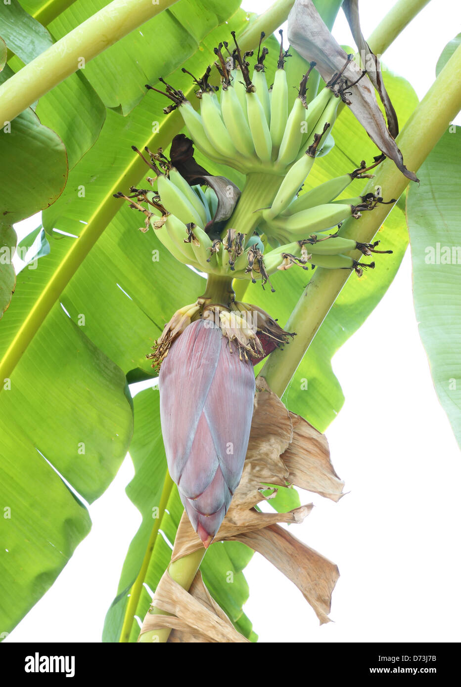Big banana tree hires stock photography and images Alamy