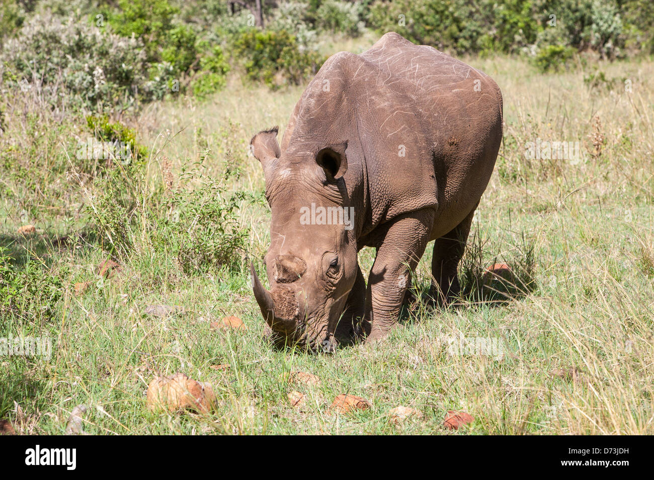 White Rhino calf grazing Stock Photo