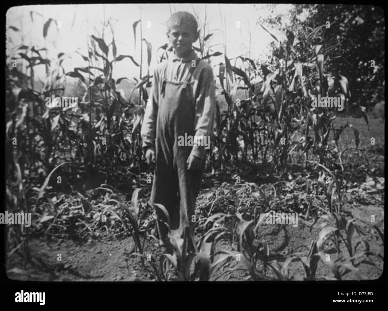 Boy in corn field, Woodbine, New Jersey Stock Photo Alamy