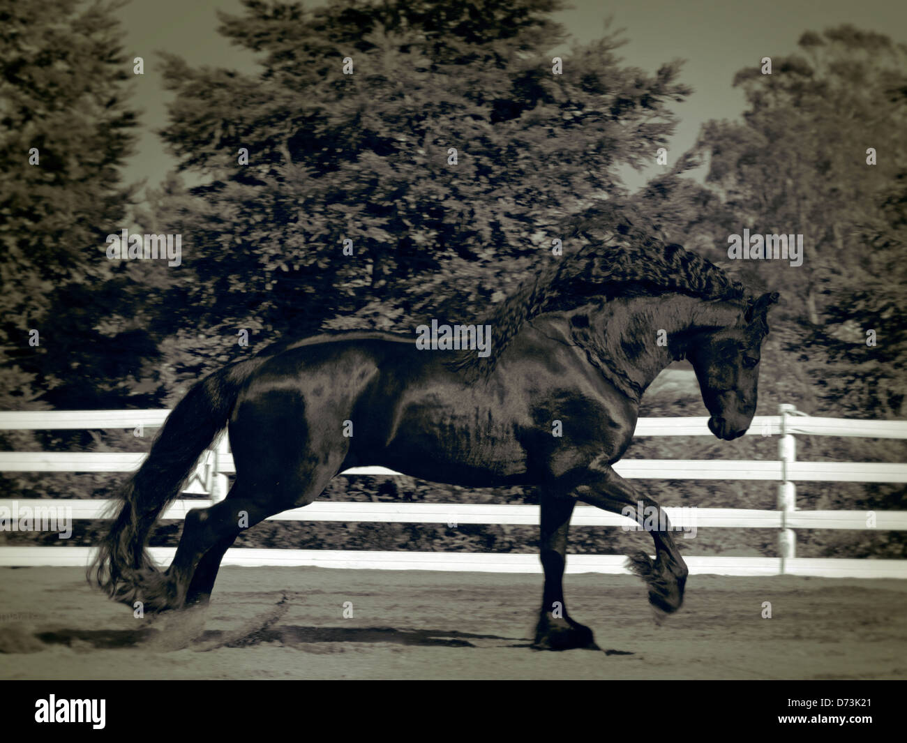 beautiful black horse, running Stock Photo