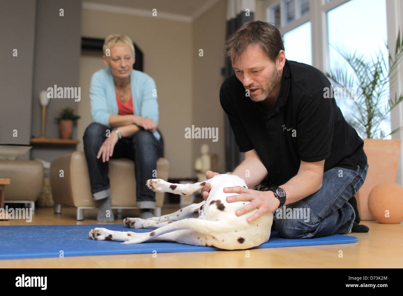 A dog osteopath is treating a brown dalmatian during a house call, Maasbuell, Germany Stock Photo