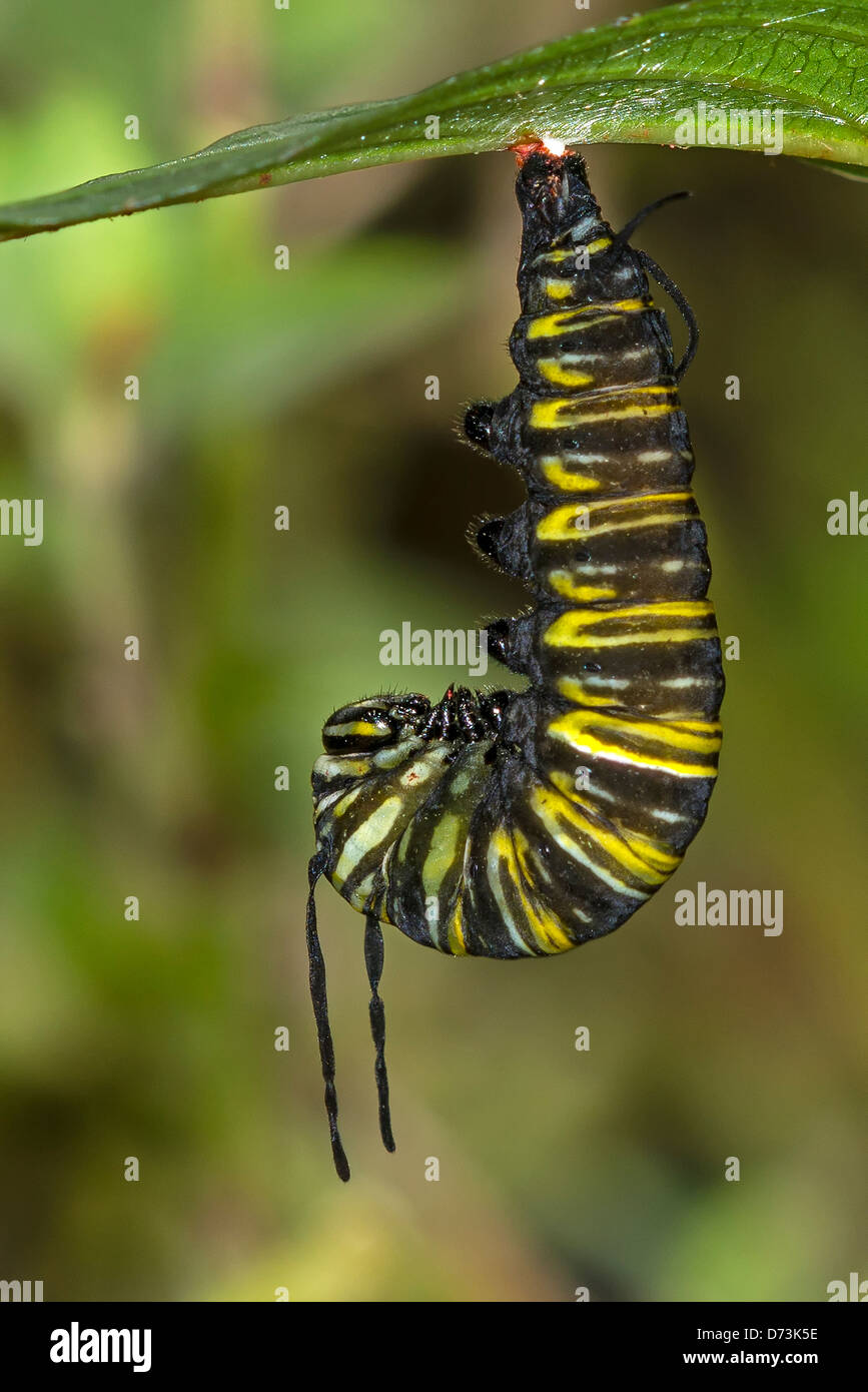 A pupating caterpillar of the Monarch butterfly Stock Photo