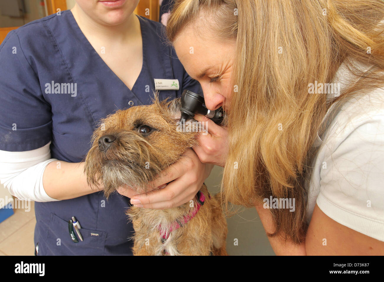 Flensburg, Germany, a Border Terrier is examined at the vet Stock Photo ...