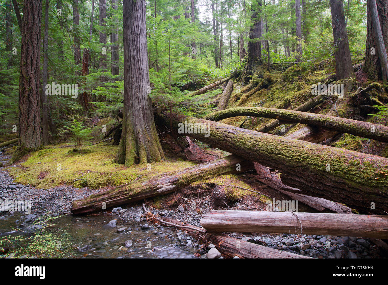 old-growth original  forest in western Canada,  Strathcona Provincial Park, Vancouver Island British Columbia Canada Stock Photo