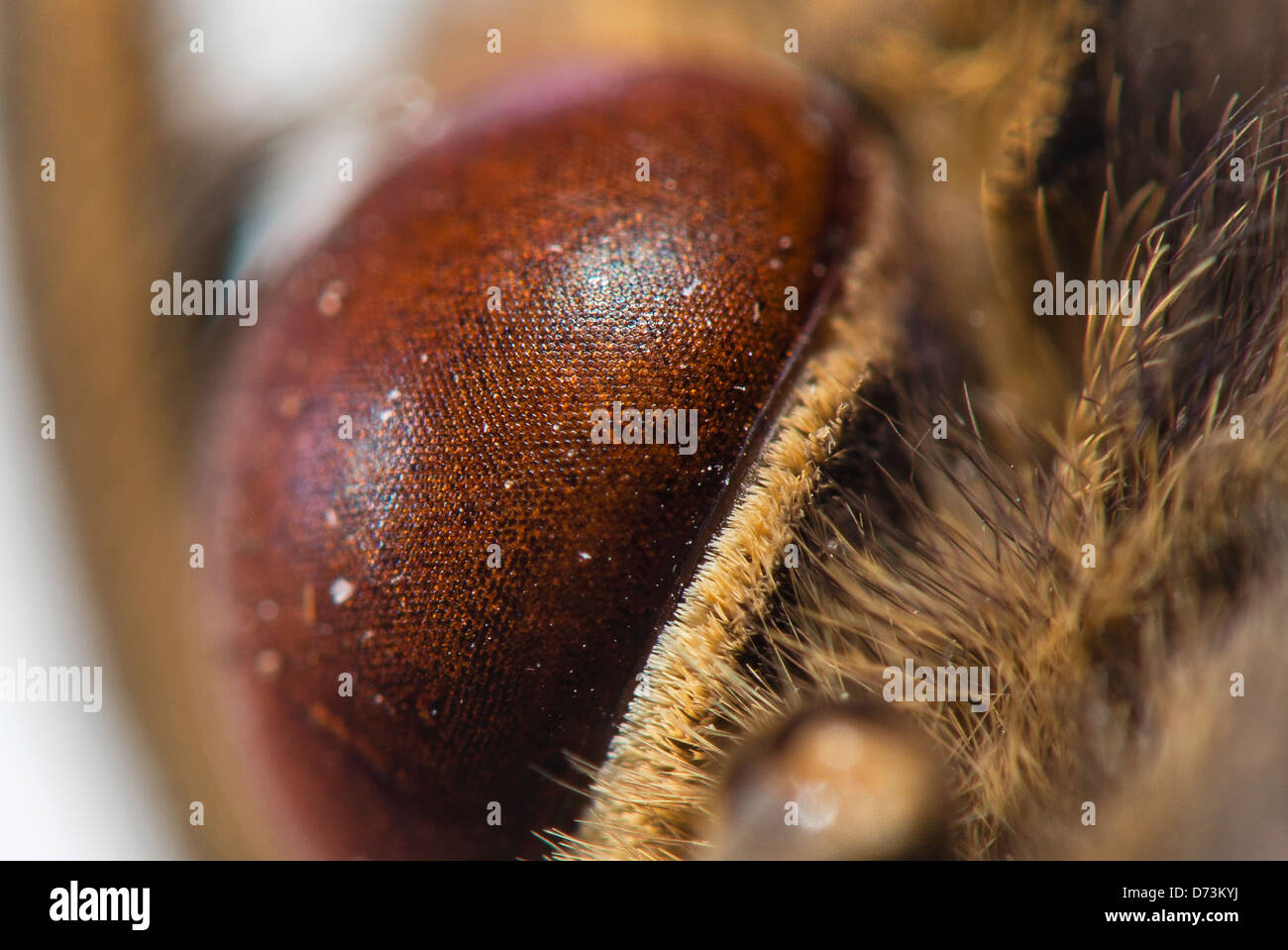 The compound eye of a butterfly Stock Photo