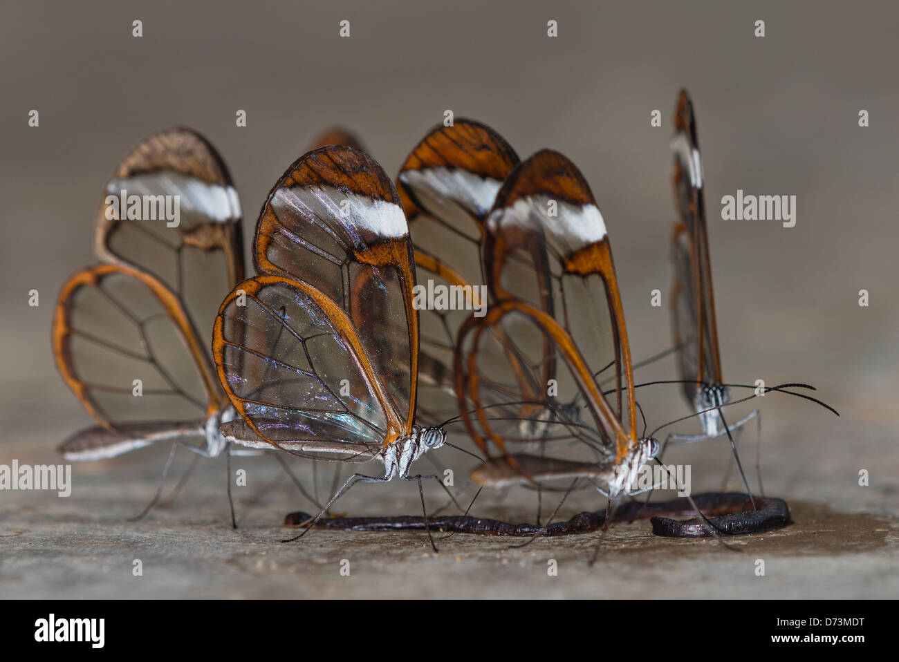 Clearwing butterflies feeding on a dead worm Stock Photo