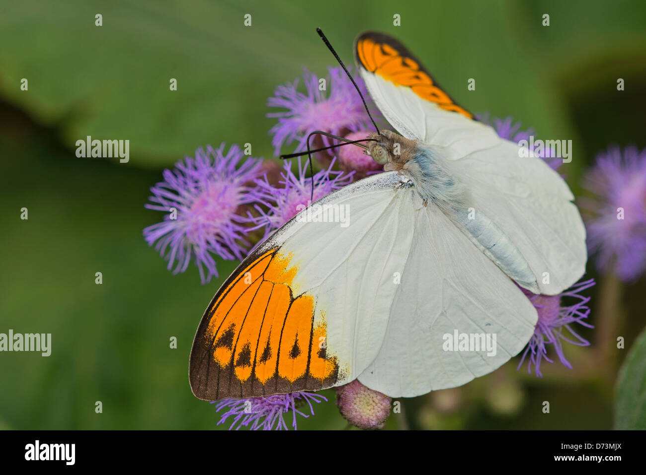 A Great Orange Tip butterfly feeding Stock Photo