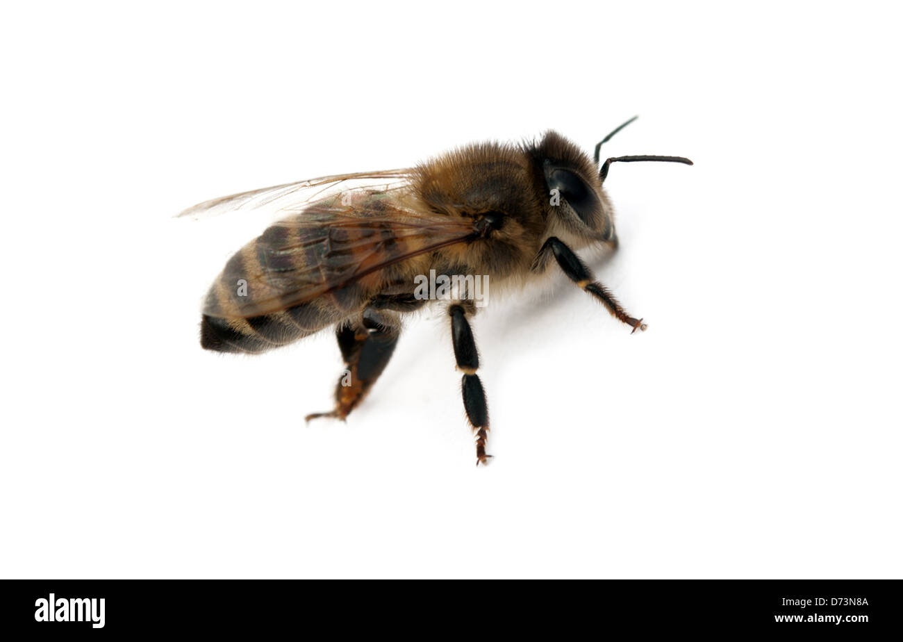 bee isolated on white background Stock Photo - Alamy