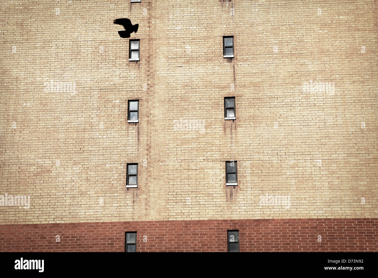 a pigeon flying in front of a building Stock Photo