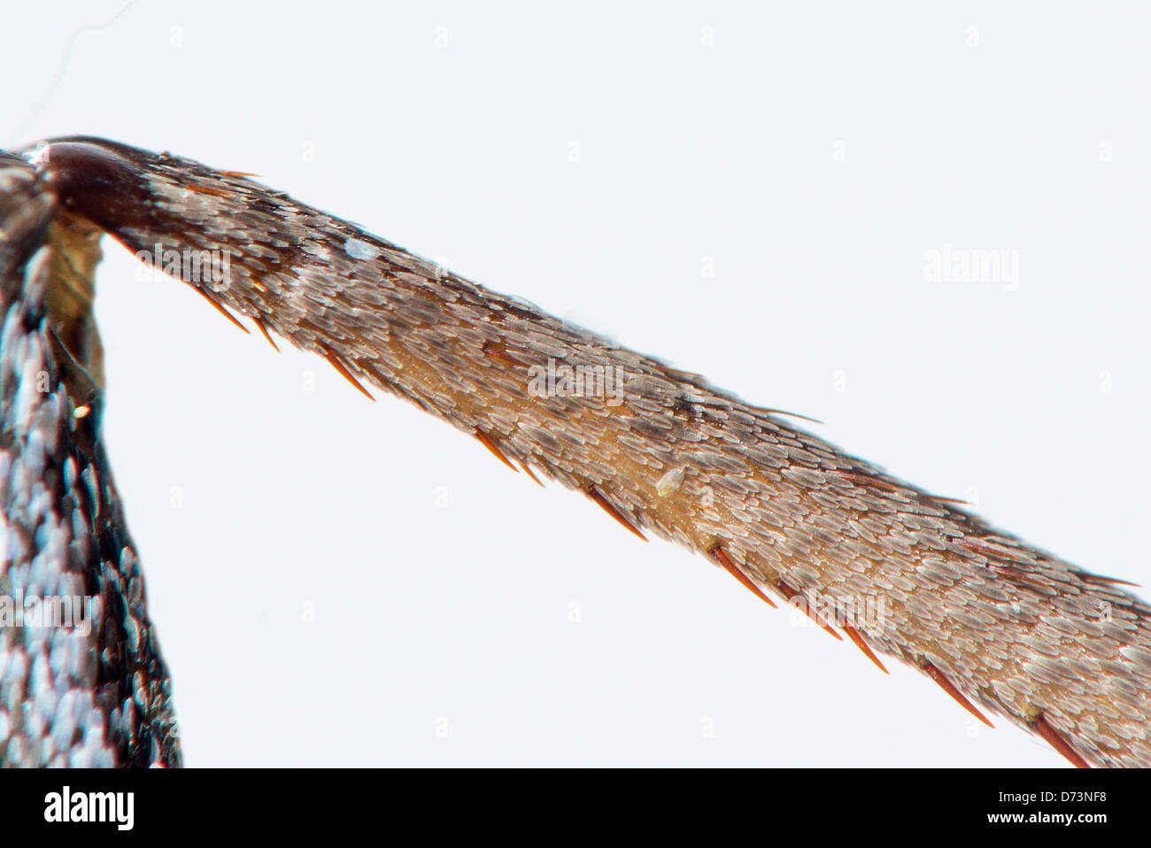 Femur and tibia hires stock photography and images Alamy