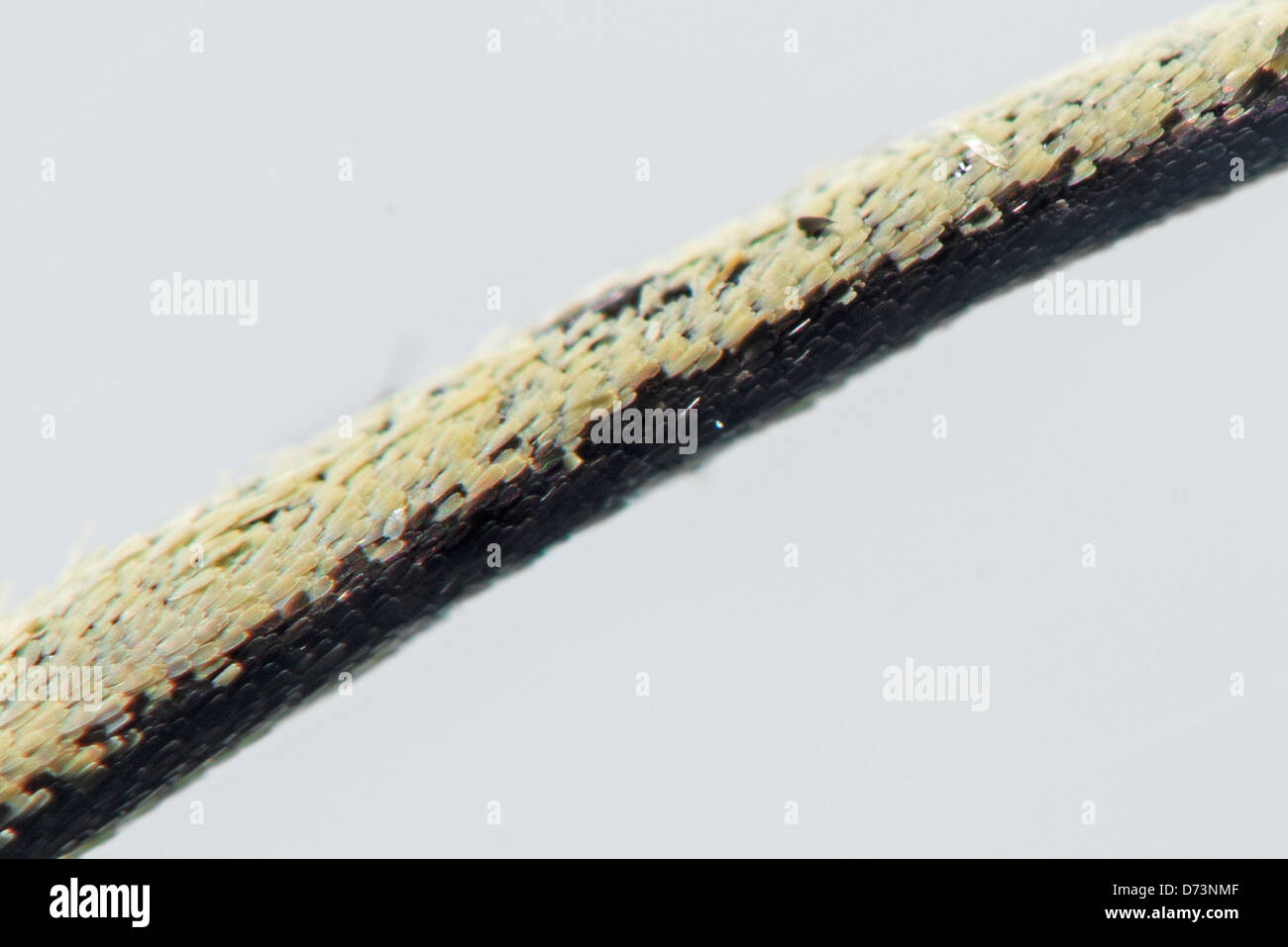 Close up of a butterfly's leg Stock Photo