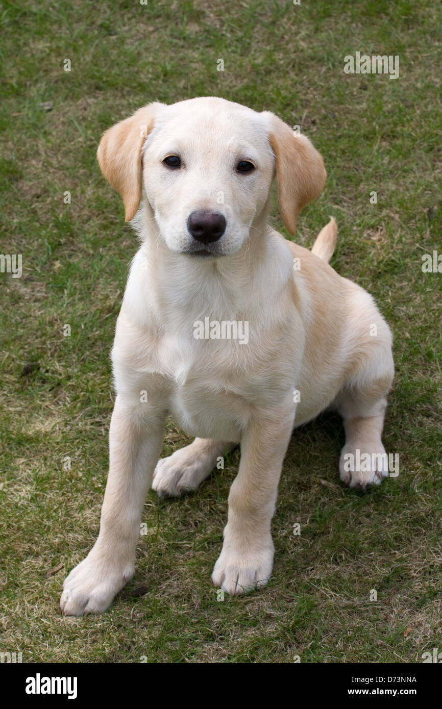 Afdaling bereiken regelmatig Pedigree Labrador puppy, 12 weeks old, sitting Stock Photo - Alamy