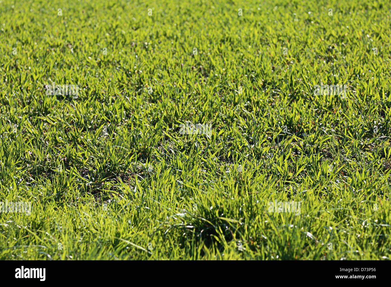 Green grass field meadow hi-res stock photography and images - Alamy