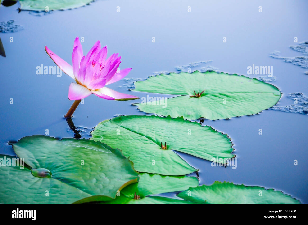 Purple Lotus blooming on water Stock Photo - Alamy
