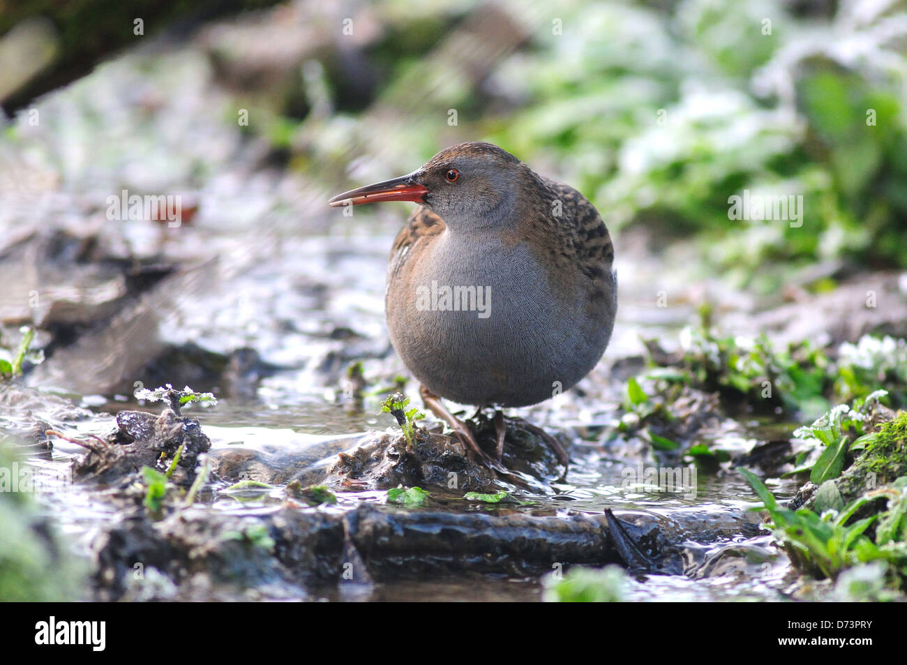 water rail rallus aquaticus Stock Photo - Alamy