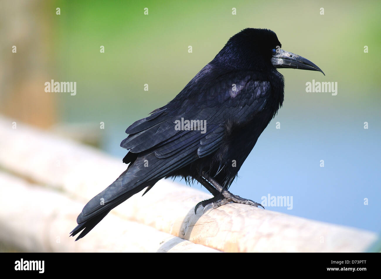 Black rook hi-res stock photography and images - Alamy