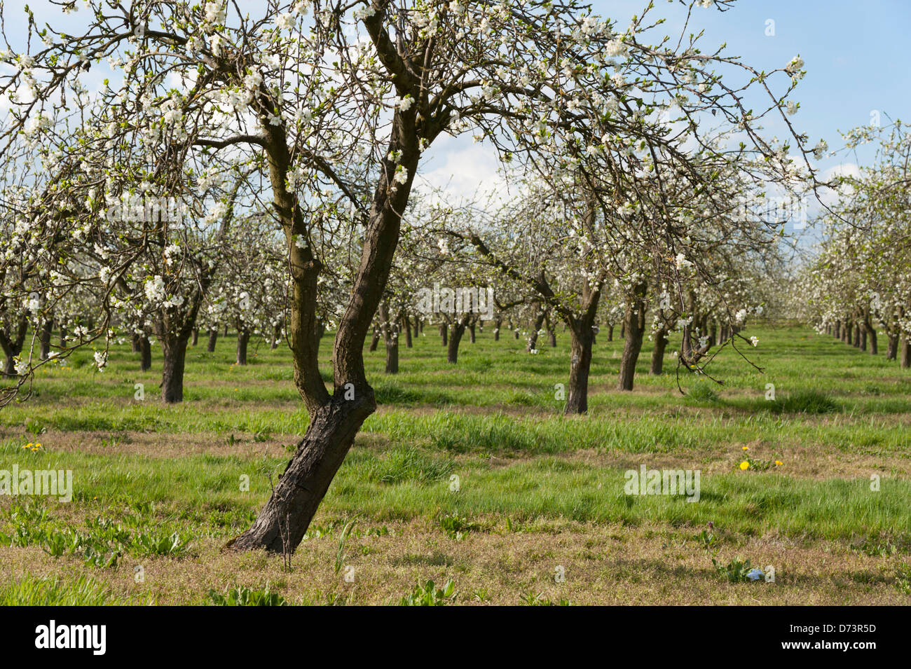 Orchards orchard spring hi-res stock photography and images - Alamy