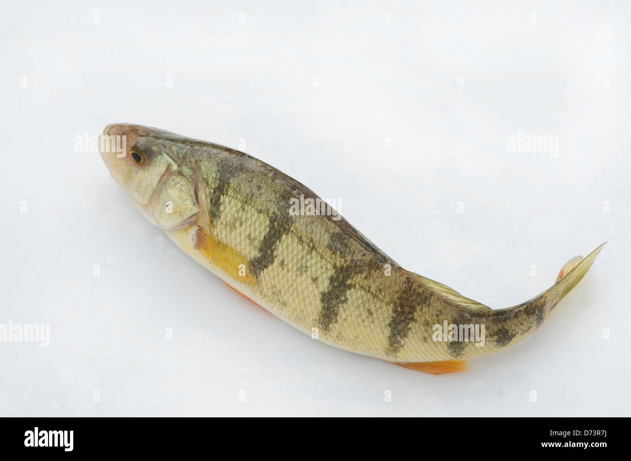 Living Perch on dry ground, 'a fish out of water' Stock Photo