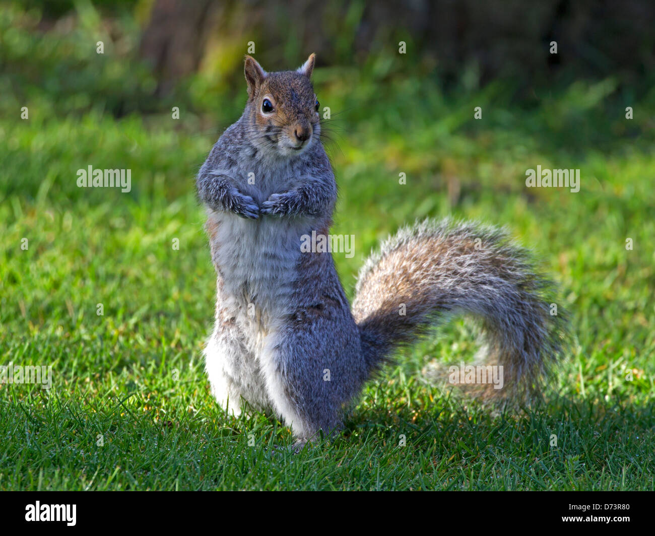 Grey squirrel standing upright Stock Photo
