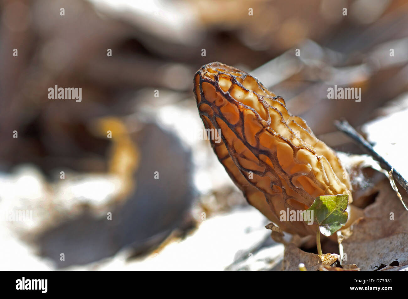 Black morels hires stock photography and images Alamy