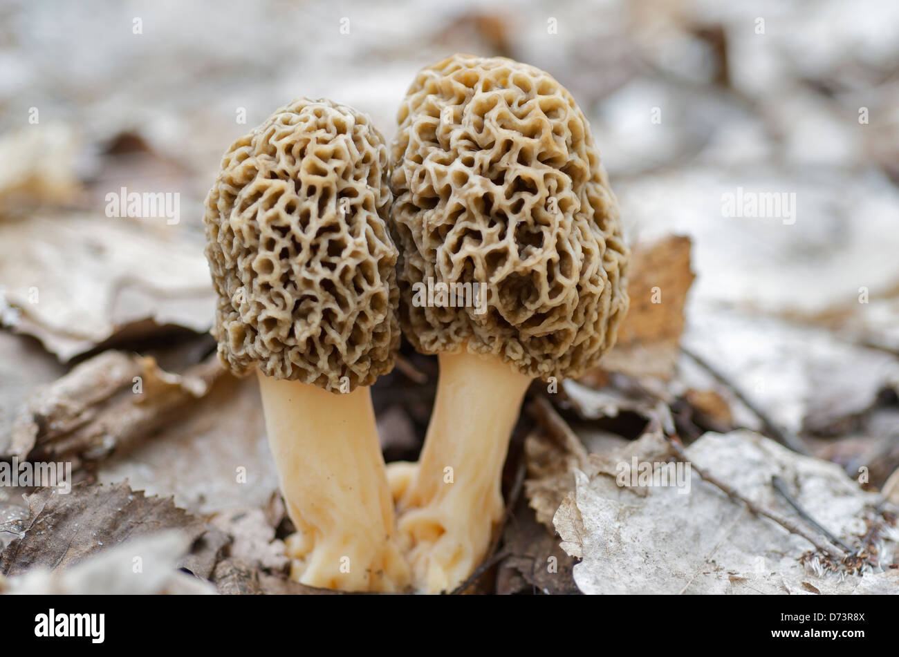Morel Mushrooms Growing In Their Habitat Stock Photo Alamy
