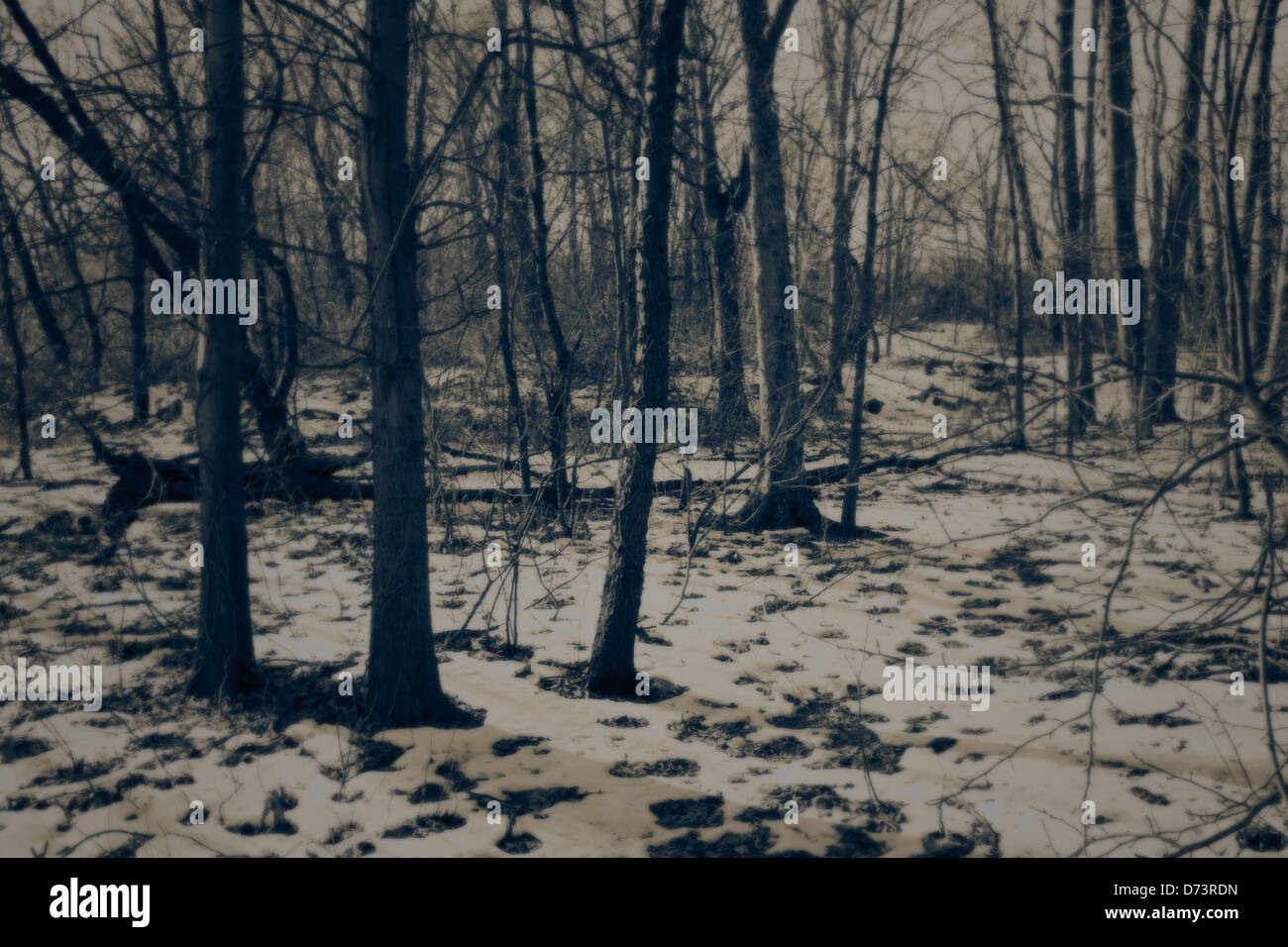 Snowy forest, landscape, sadness, depression, snow Stock Photo