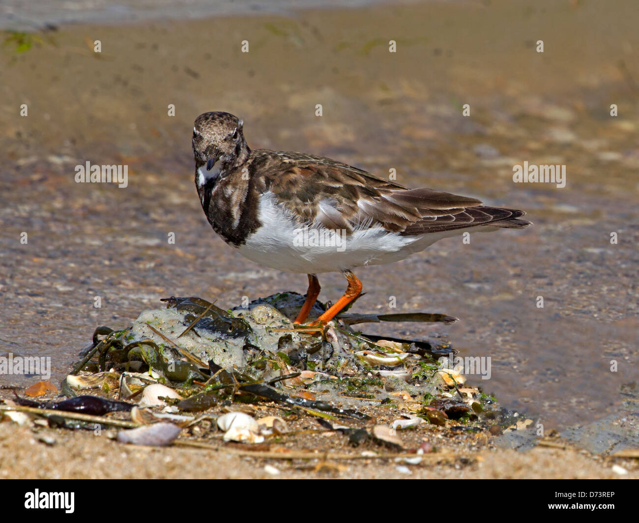 Turnstone on beach moulting into breeding plumage Stock Photo
