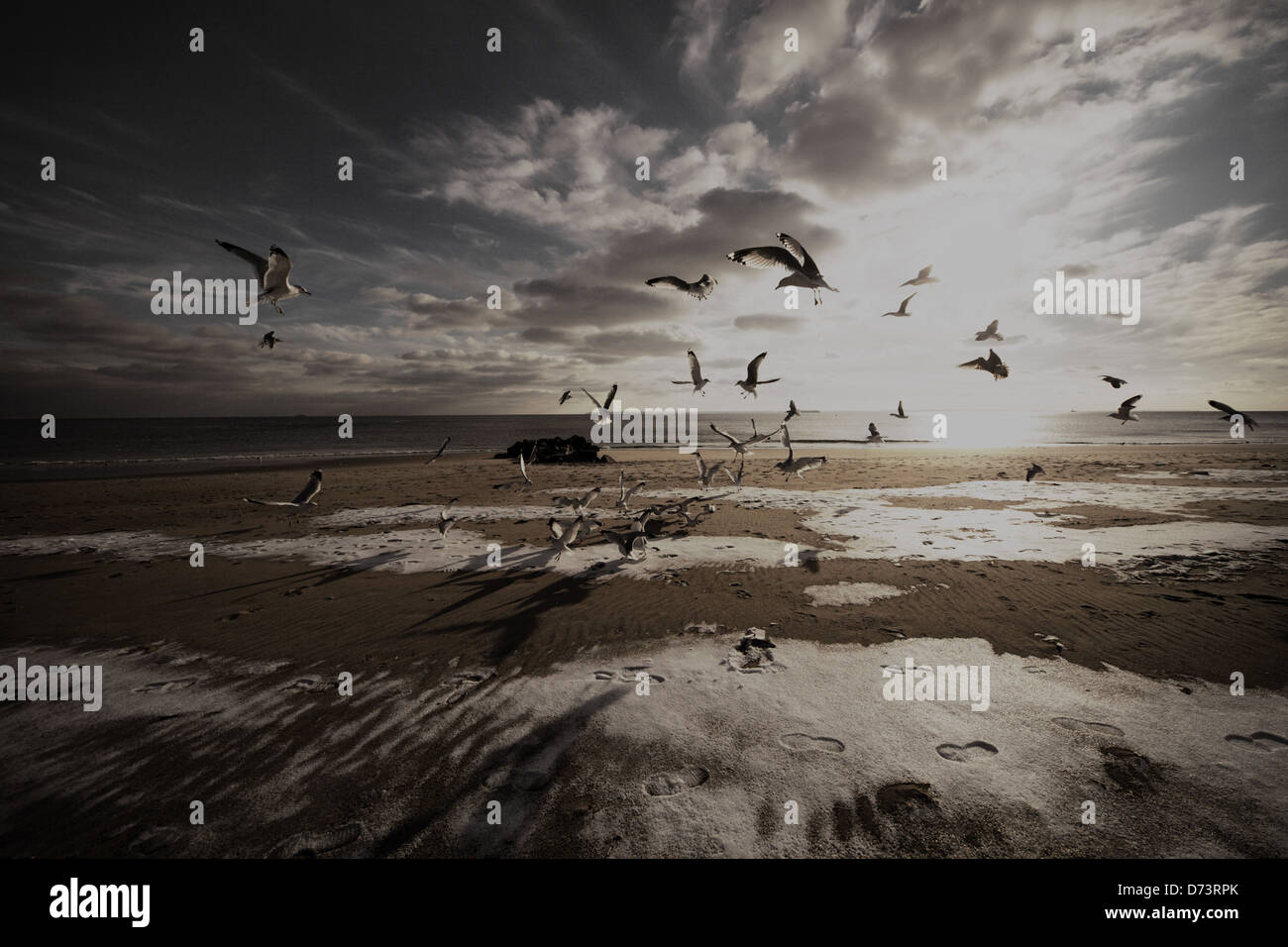 Seagull, seagulls,  birds, flying, snow, landscape, sun Stock Photo