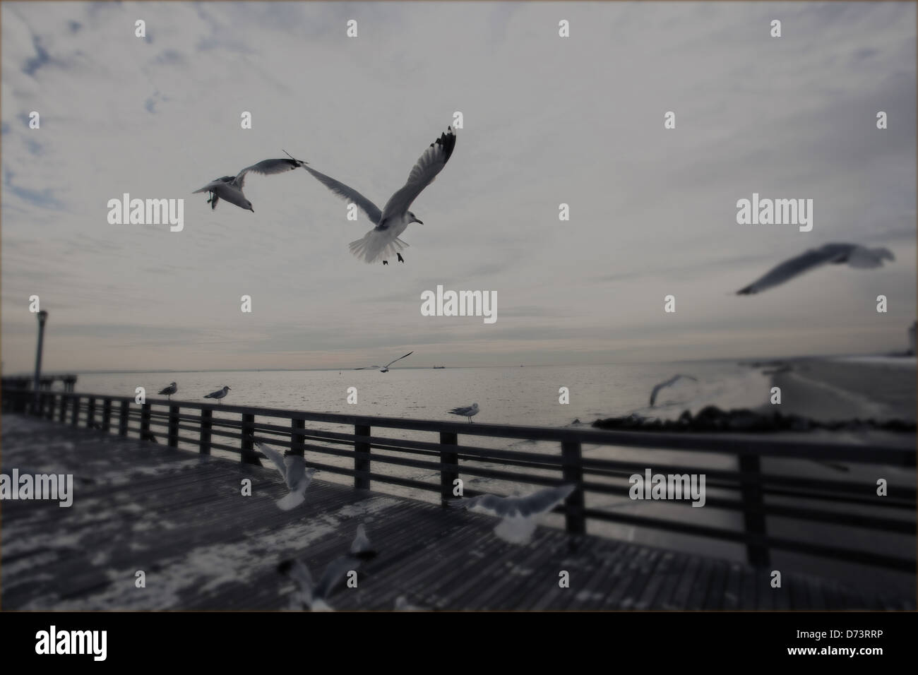 Seagulls flying, birds, landscape, cloudy, sadness, Coney Island Stock Photo