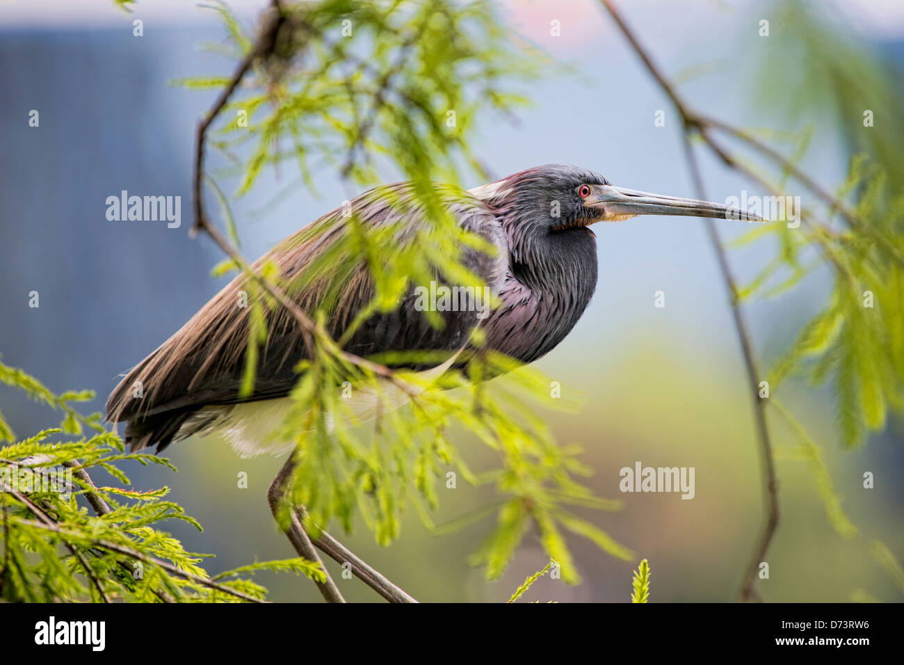 Tri-color Heron perched in a cypress tree Stock Photo