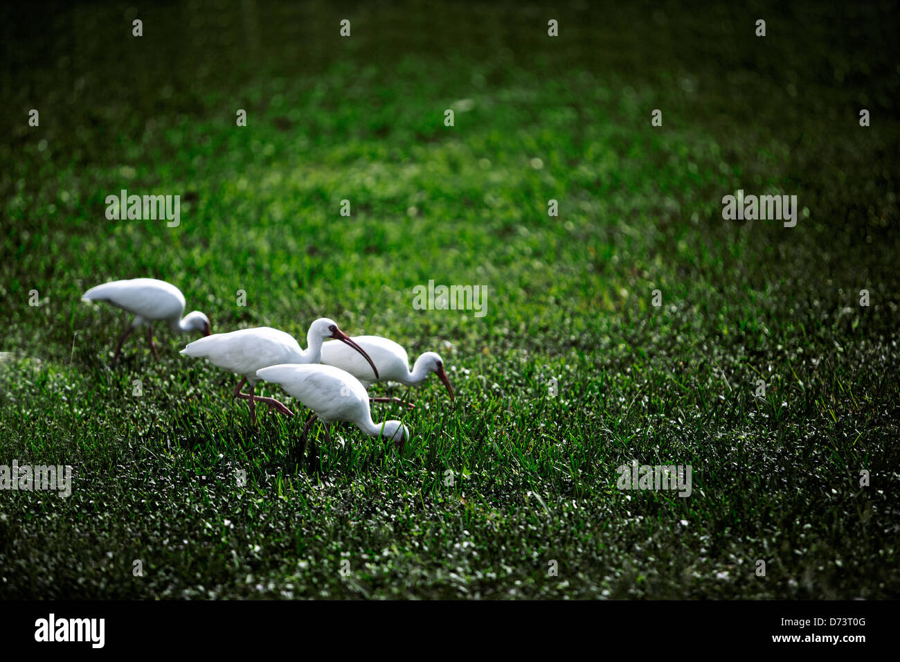 cranes, white birds, grass, sad, birds pecking, bird, white bird Stock Photo