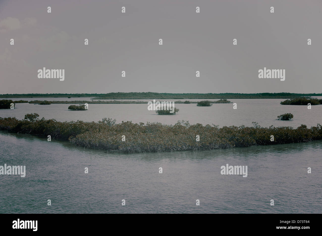 Swamp, landscape, solitude, loneliness, trees, mangroves Stock Photo