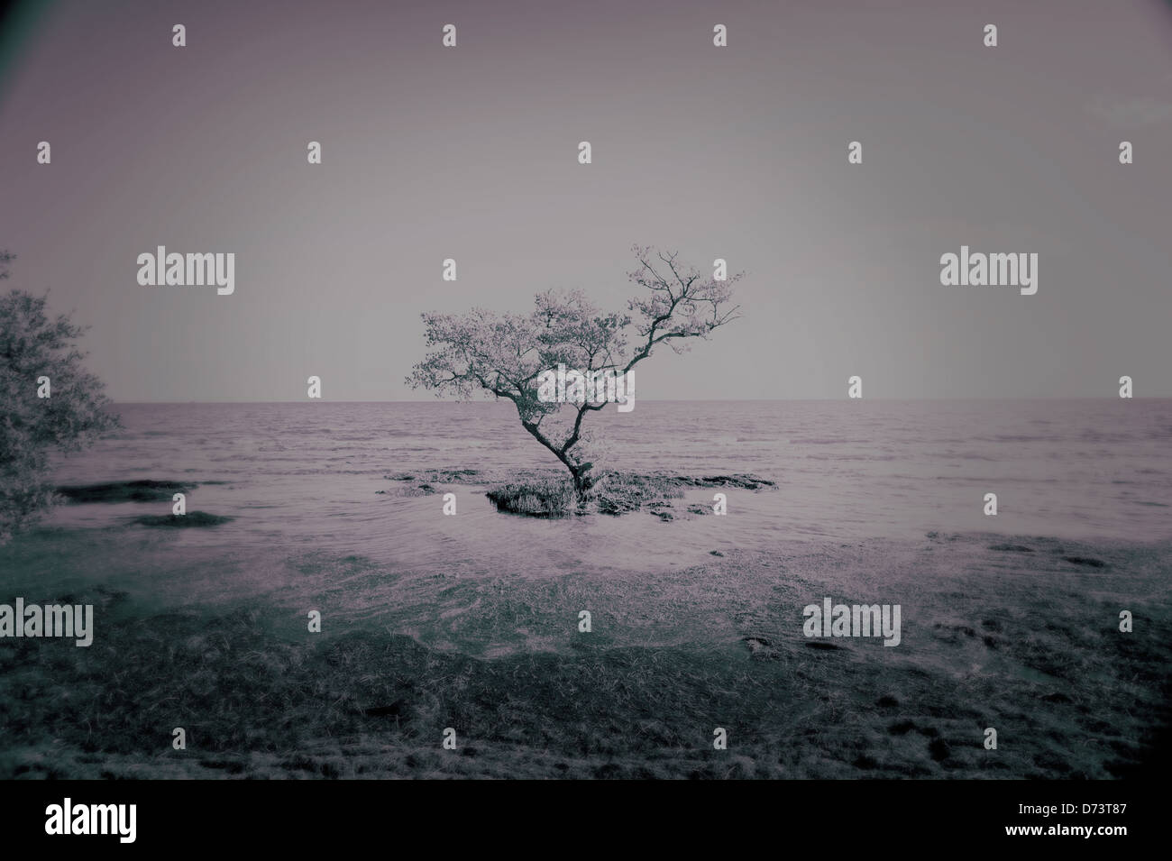 A tree at a desolated beach Stock Photo