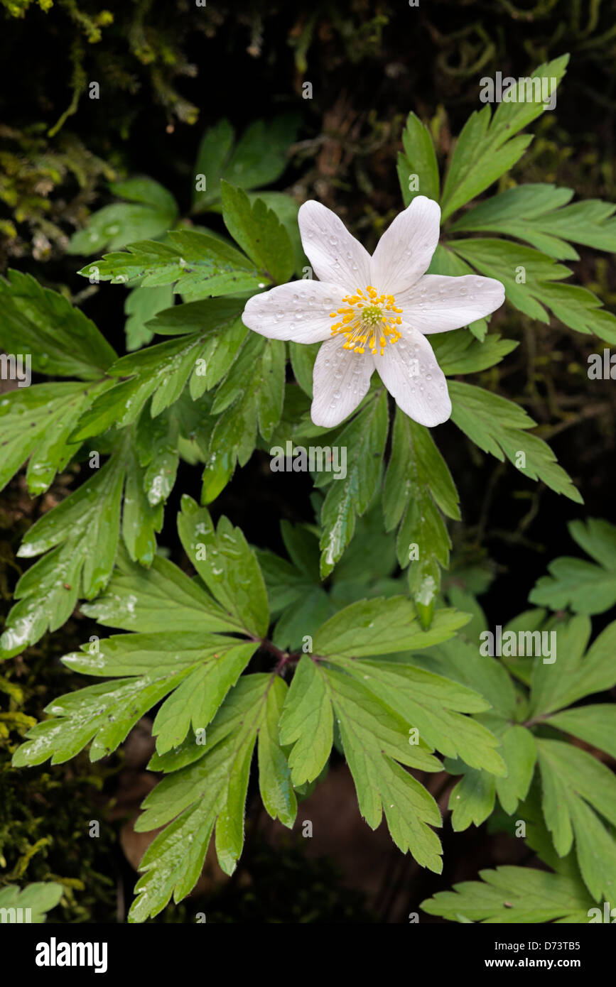 wood anemone, Anemone nemorosa Stock Photo Alamy