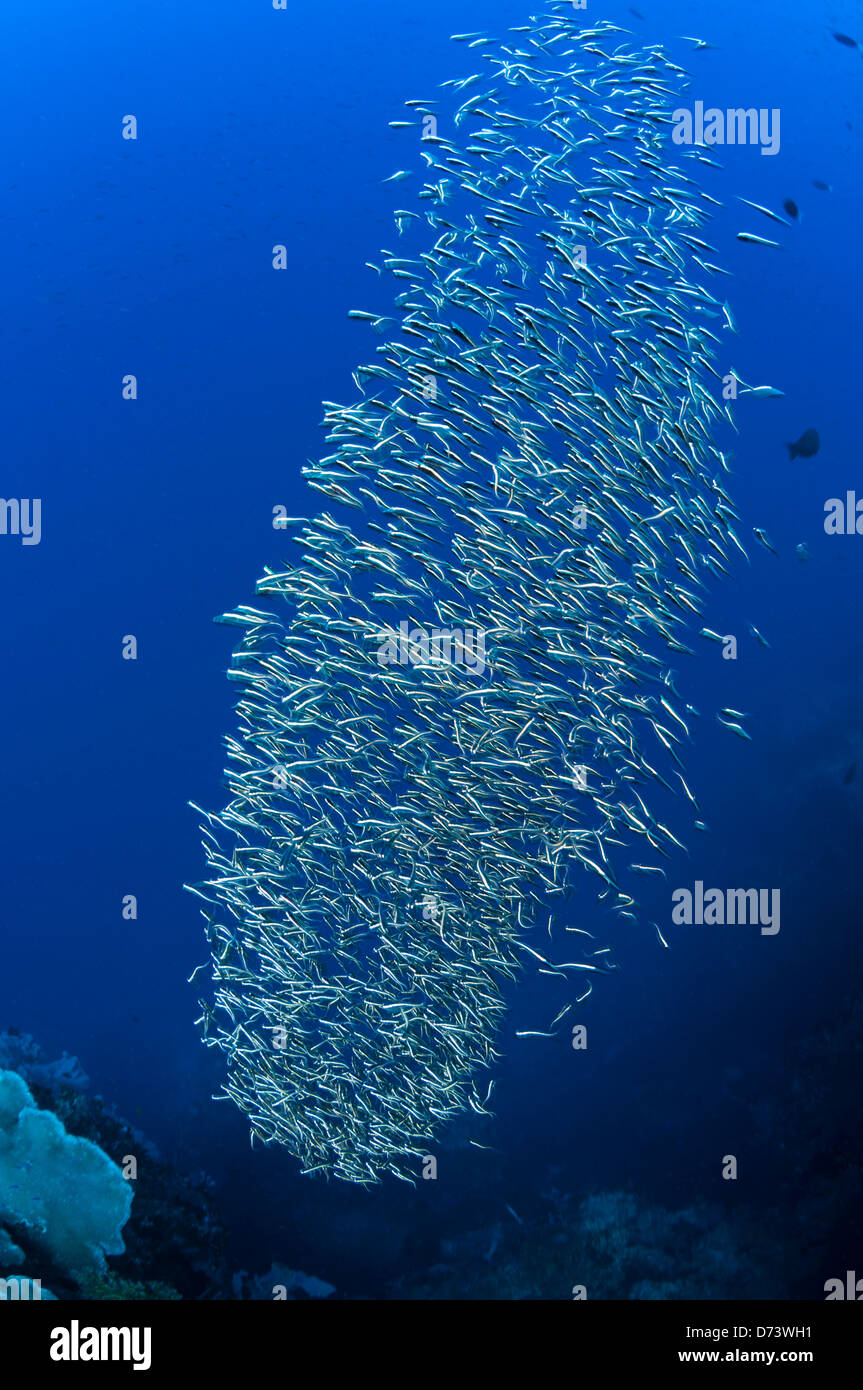 A school of convict blennies swims over the reef Stock Photo