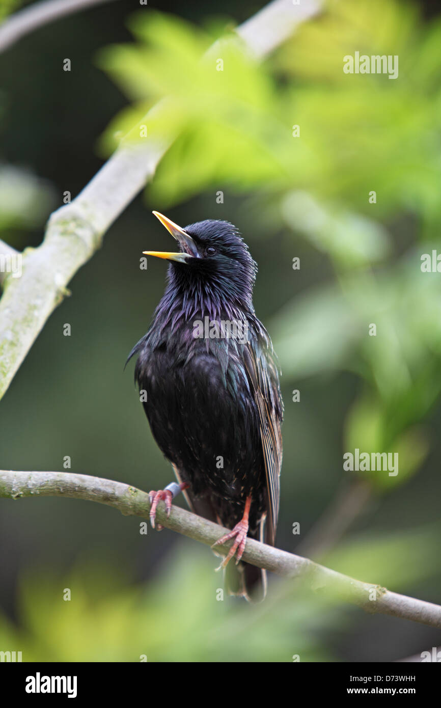 Starling in tree Stock Photo
