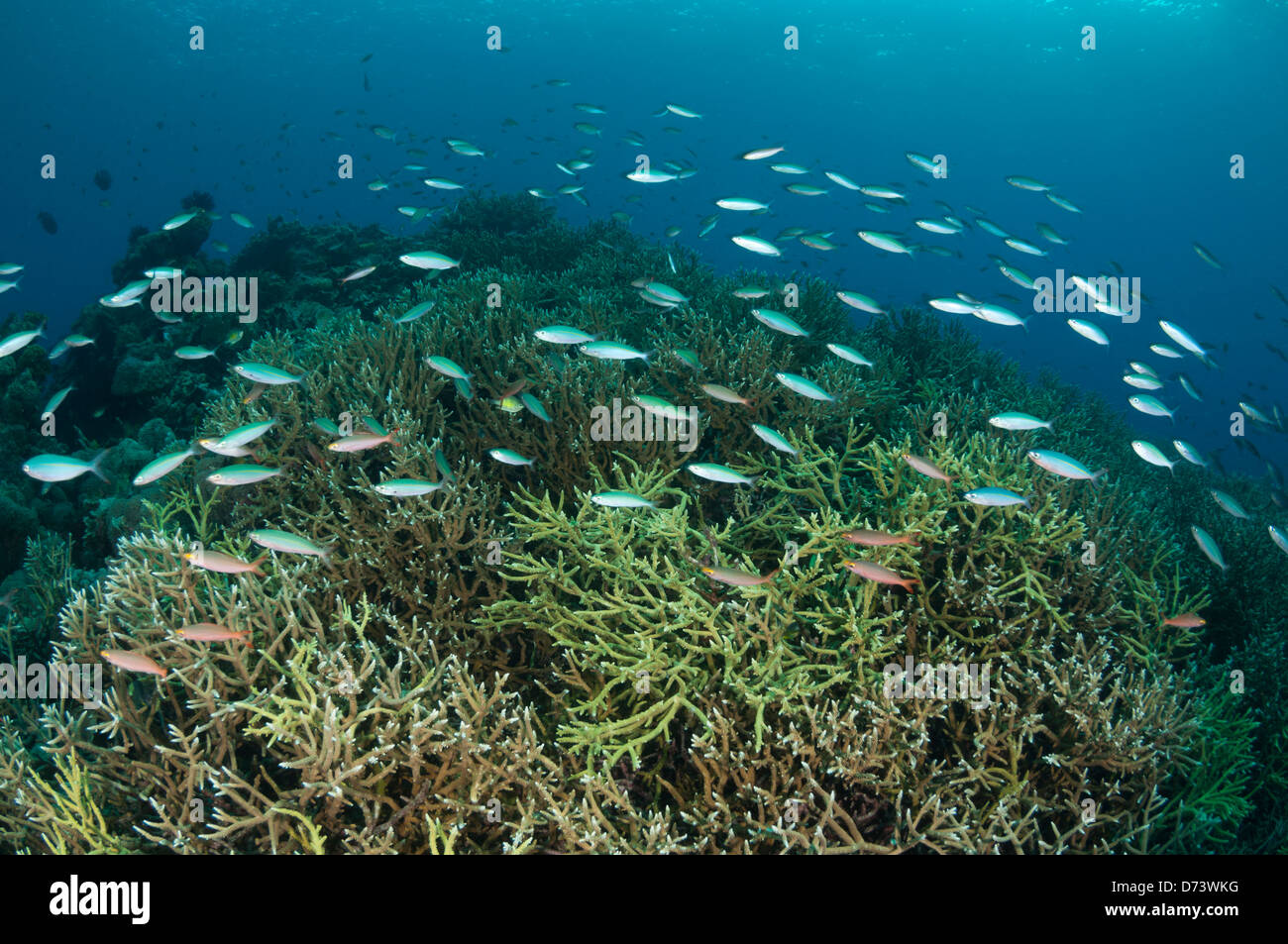 A school of fusiliers swims over a large patch of hard coral reef Stock Photo